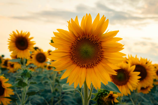 Welcoming Litha and the Midsummer Solstice