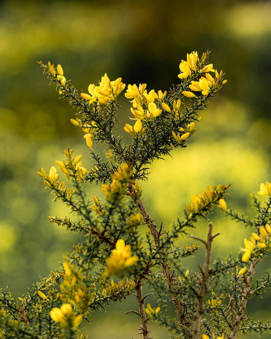 Yellow gorse flowers used to celebrate Beltane and May Day