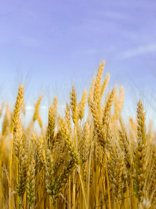 Welcoming Lammas and Lughnasadh