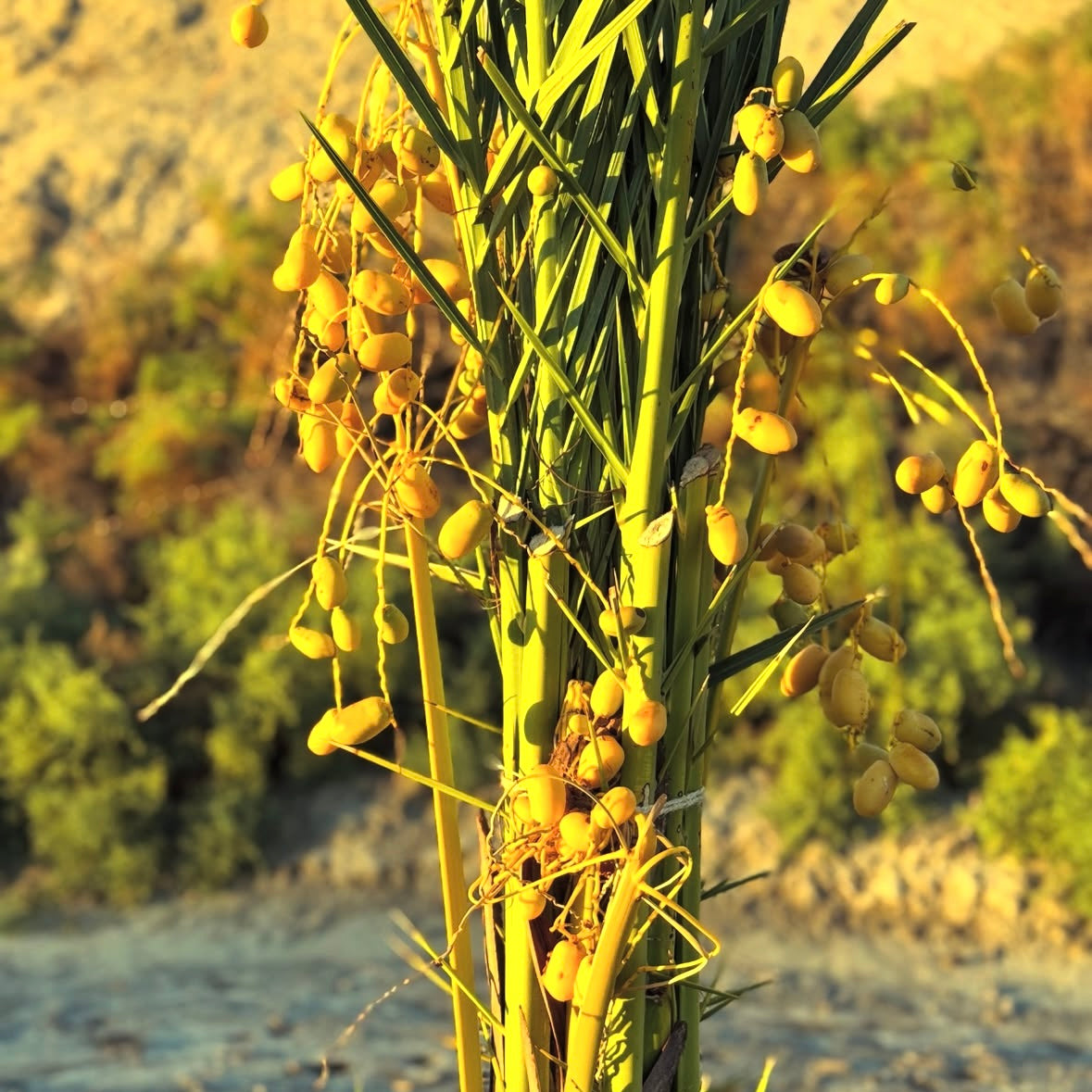 Organic Medjool Dates | Mini