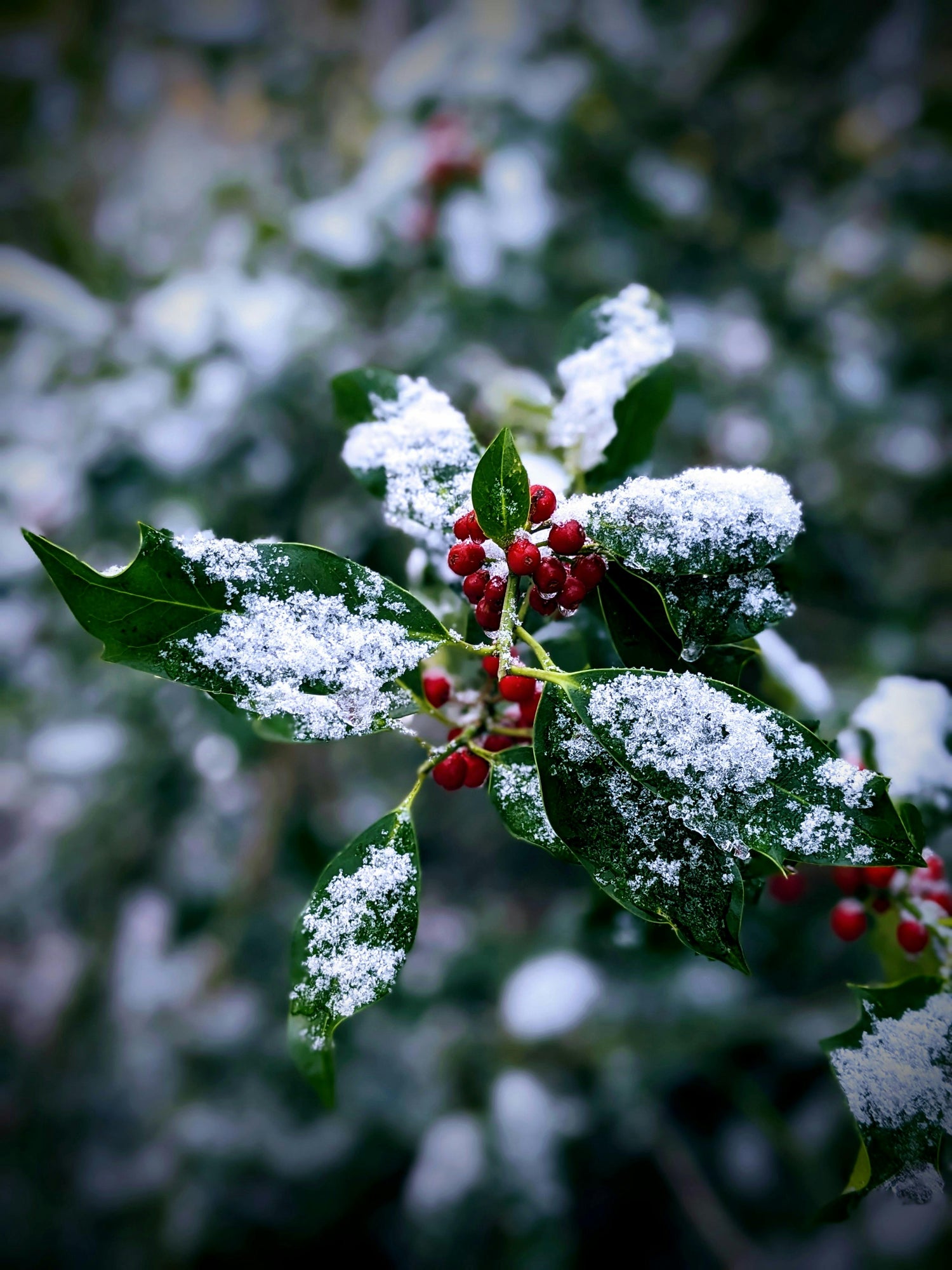 Welcoming Yule and the Midwinter Solstice
