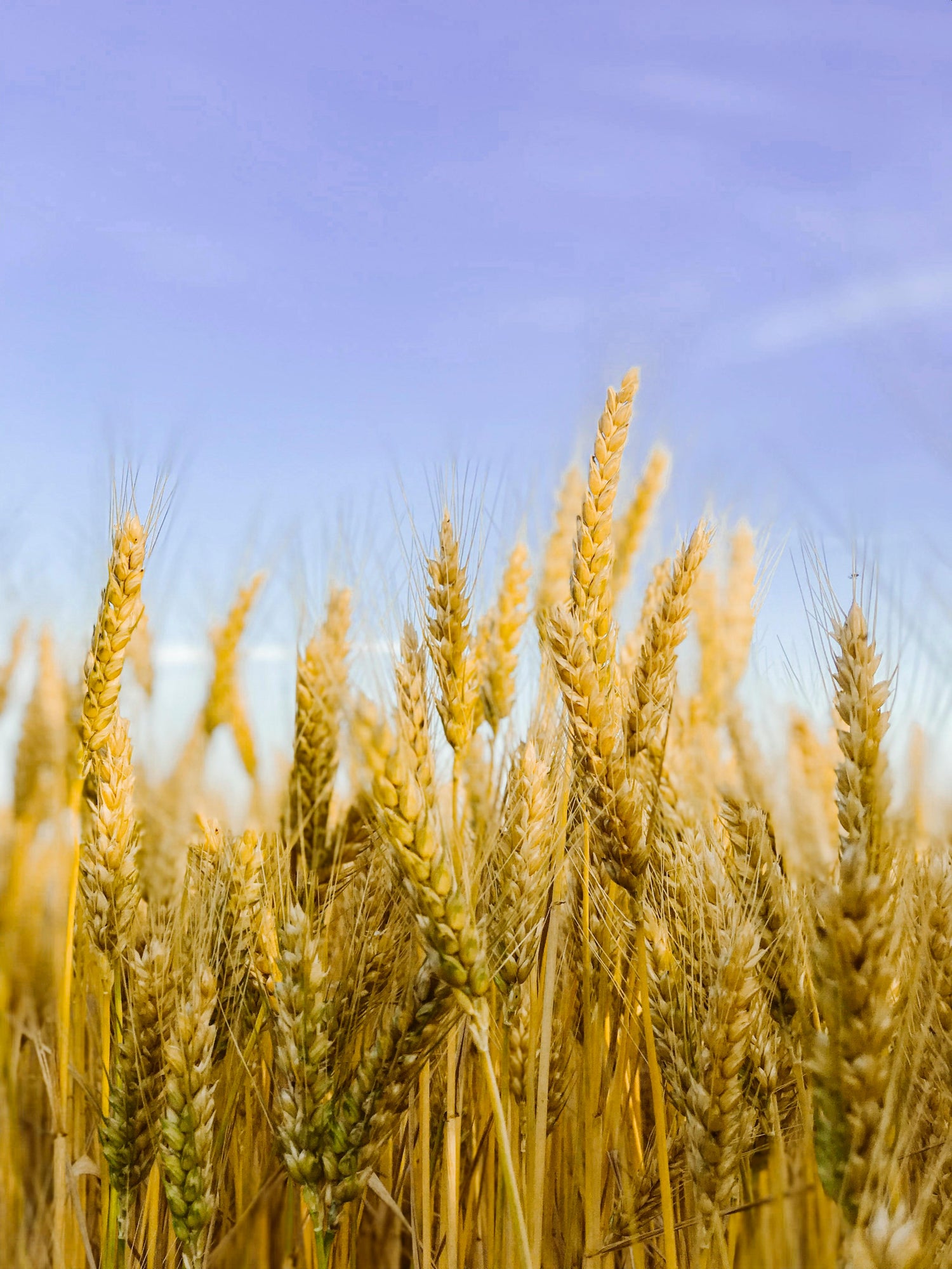 Welcoming Lammas and Lughnasadh
