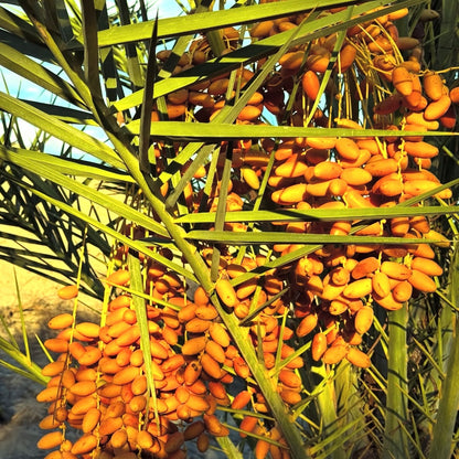 Organic Medjool Dates | 1 lb.